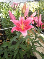 [1859 Avalonia Mak No02.JPG]